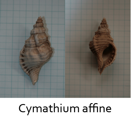 Fossili da confermare